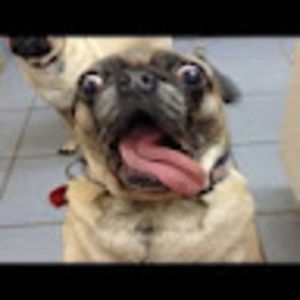 Meet your Posher, Julian